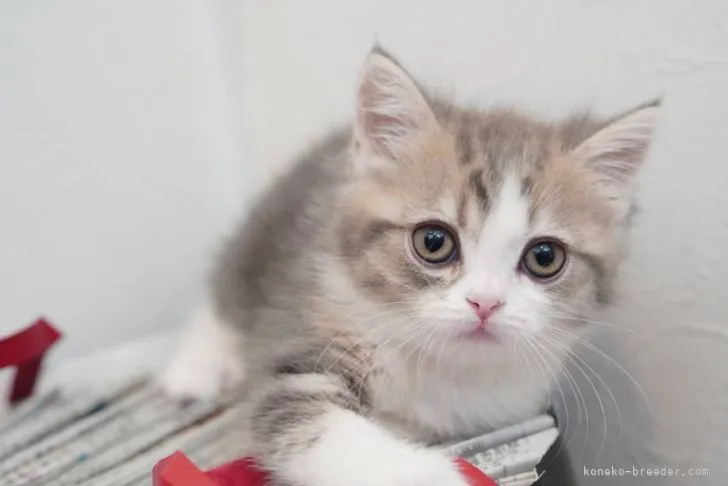 ID:2108-01046の子猫