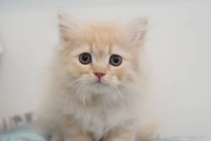 ID:2110-02112の子猫