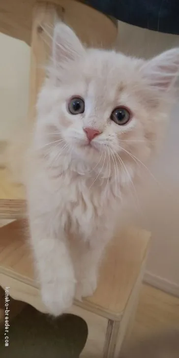 ID:1906-01527の子猫
