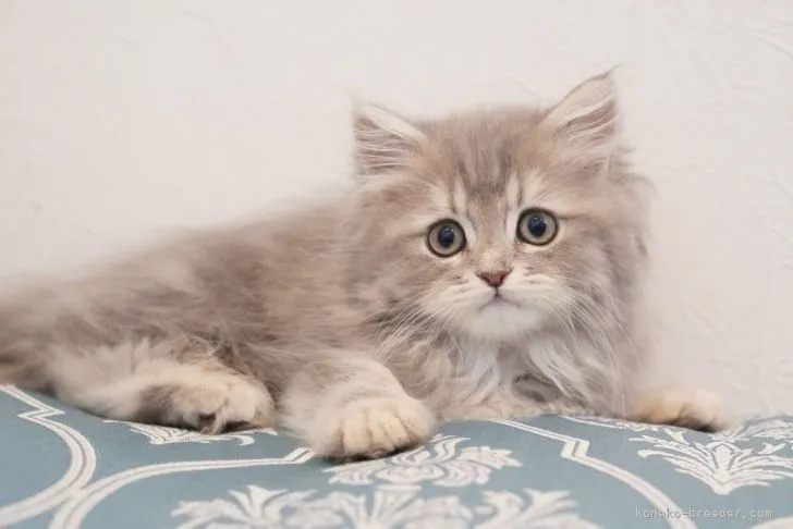 ID:2110-01007の子猫