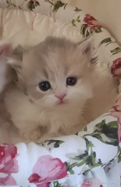 ID:1912-00952の子猫
