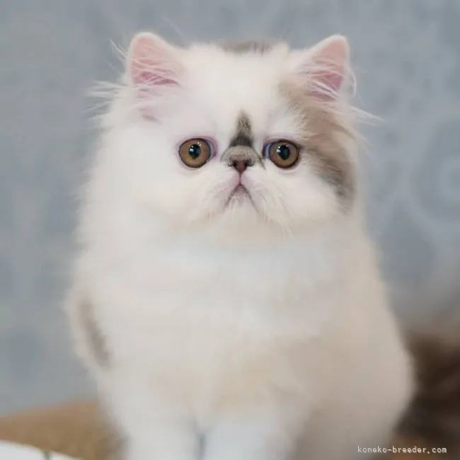 ID：2105-00988の子猫