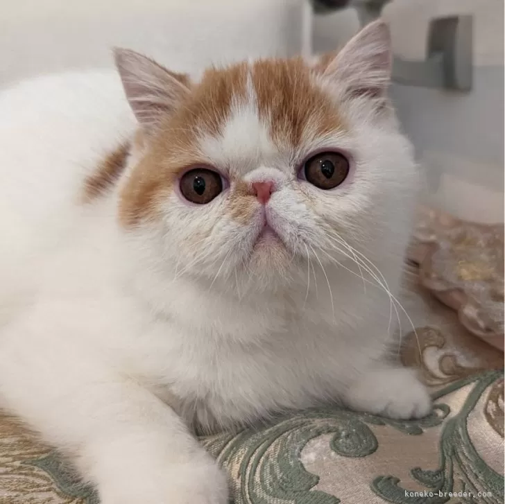 ID:2404-02324の子猫