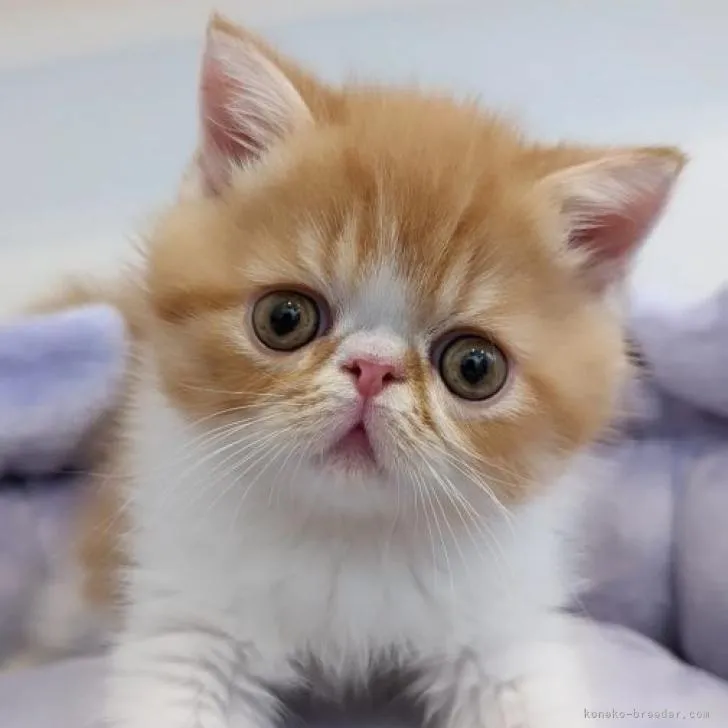 ID:2206-02747の子猫