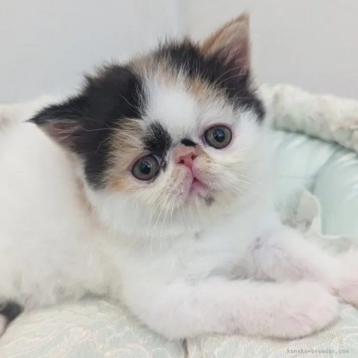 ID：2305-03171の子猫