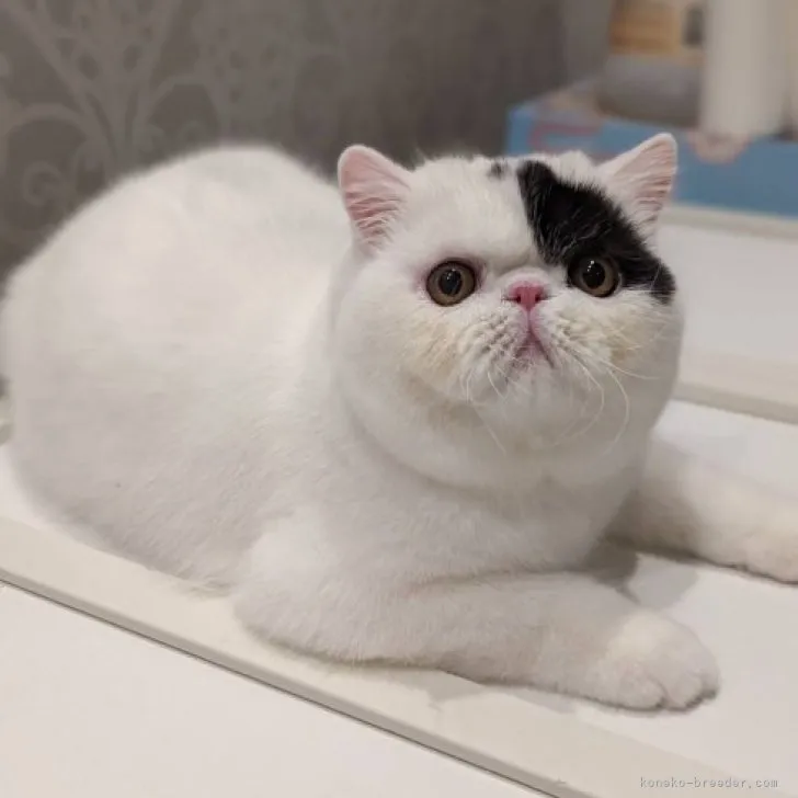 ID：2303-00435の子猫