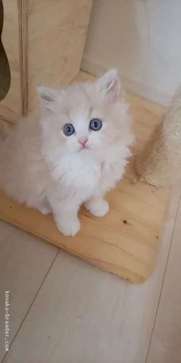 ID:1906-01768の子猫