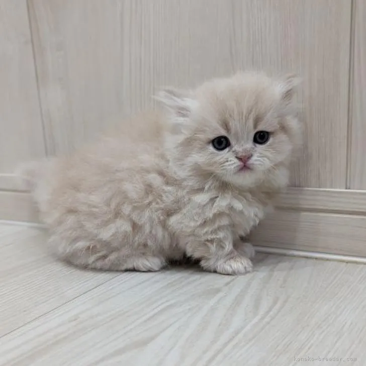 ID:2206-02088の子猫