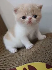 エキゾチックショートヘア【広島県・男の子・2020年6月7日・クリームタビー&ホワイト】の写真1