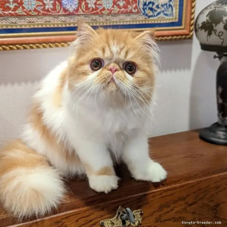 ID:2207-02745の子猫