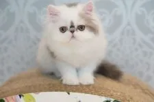 エキゾチックショートヘア【広島県・女の子・2021年3月2日・ブルー&ホワイト】の写真2