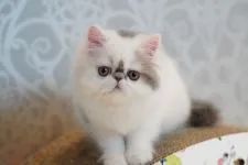 エキゾチックショートヘア【広島県・女の子・2021年3月2日・ブルー&ホワイト】の写真3