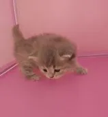 ペルシャ【広島県・女の子・2019年5月23日・ブルータビー】の写真4