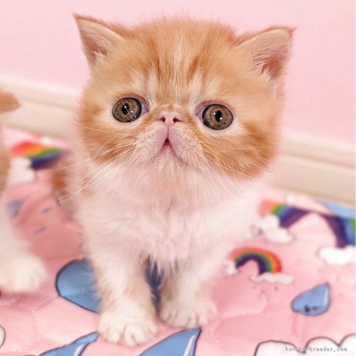 エキゾチックロングヘア♡一歳の子猫ちゃん♡美人さん♡アートドール♡ぬいぐるみ♡ エキゾチックロングヘア♡一歳の子猫ちゃん♡美人さん♡アート