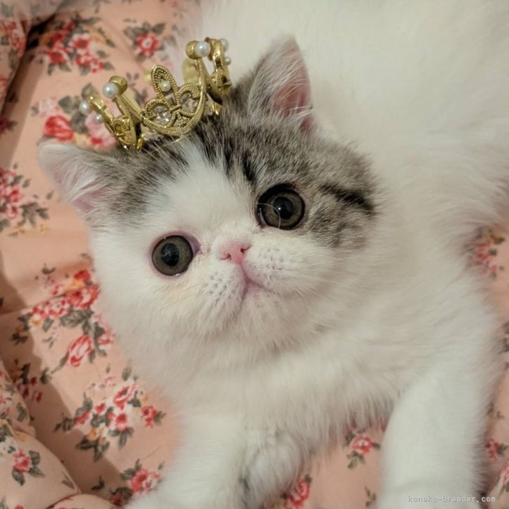 ブリーダー画像