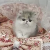 エキゾチックショートヘア