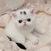 エキゾチックショートヘア
