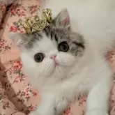 エキゾチックショートヘア