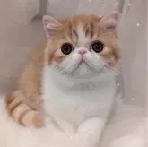 エキゾチックショートヘア【広島県・男の子・2024年10月12日・レッドタビー&ホワイト】の写真1