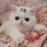 エキゾチックショートヘア