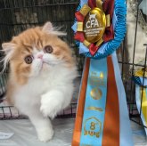 エキゾチックショートヘア
