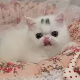 エキゾチックショートヘア【広島県・女の子・2025年8月7日・ブラック&ホワイト】の写真5