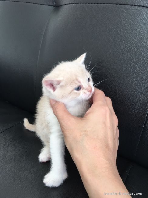ID:1702-00478の子猫
