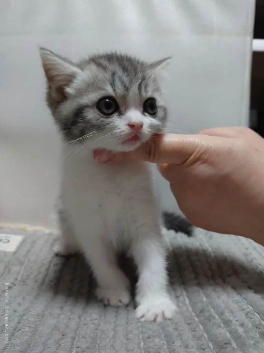 スコティッシュフォールド(立ち耳)【兵庫県・女の子・2022年1月23日・ブルータビー&amp;ホワイト】の写真1