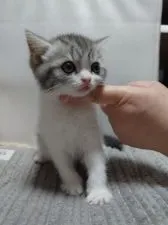 スコティッシュフォールド(立ち耳)【兵庫県・女の子・2022年1月23日・ブルータビー&ホワイト】の写真1