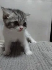 スコティッシュフォールド(立ち耳)【兵庫県・女の子・2022年1月23日・ブルータビー&ホワイト】の写真4