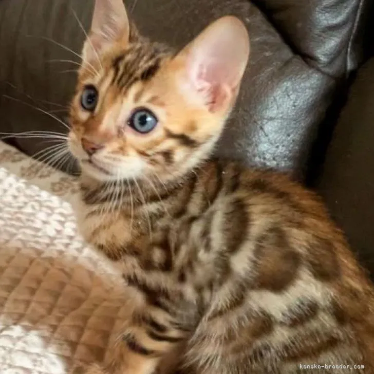 ID:2206-00563の子猫