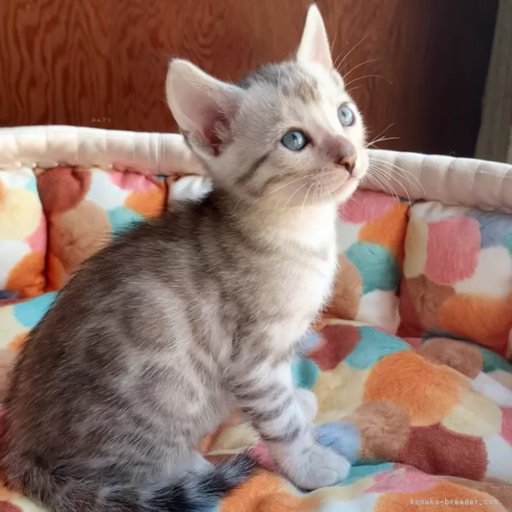 ID：2407-01099の子猫