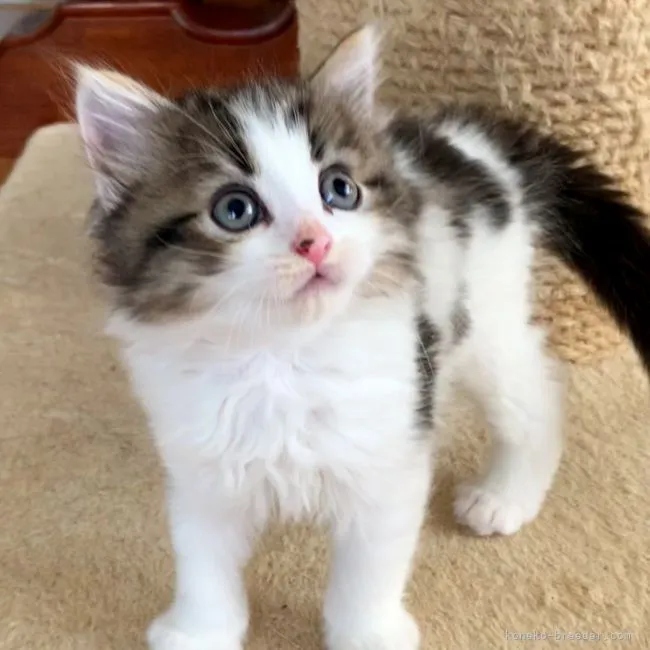 ID:2108-00524の子猫