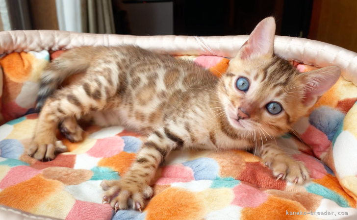 ベンガル【・男の子・2024年6月3日・ブラウンスポテッドタビー】「生後1.5ヶ月程の頃」