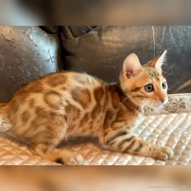 ID：2204-01785の子猫