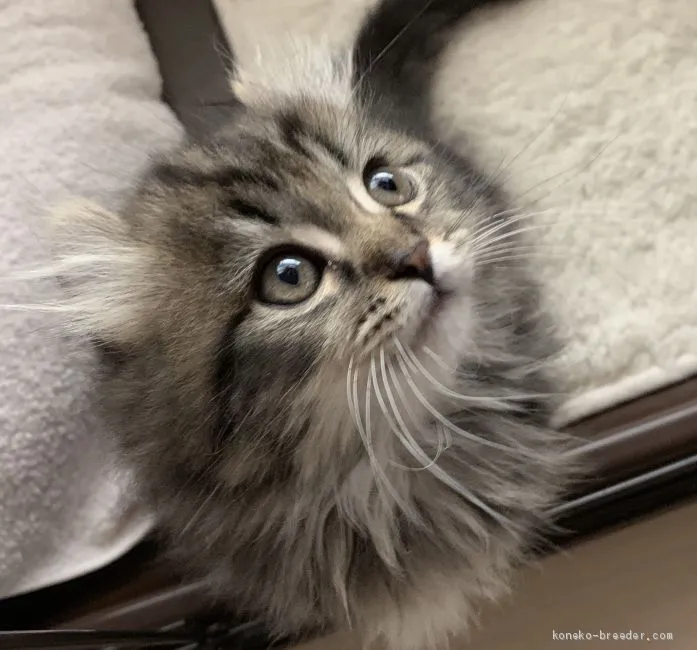 ID：1904-02022の子猫