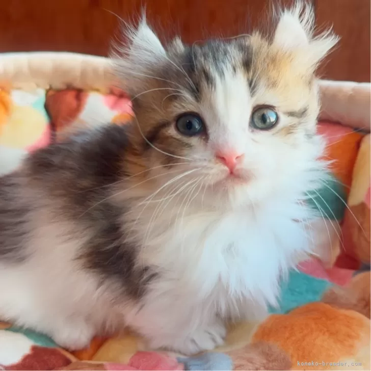 ID：2412-01094の子猫