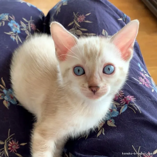ID:2110-00877の子猫