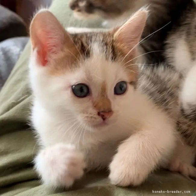 ID：2111-01231の子猫