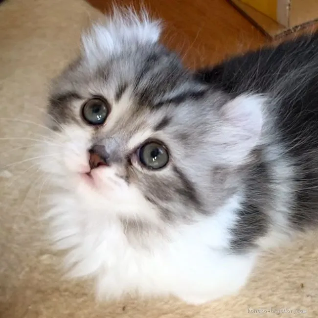 ID:2103-01446の子猫