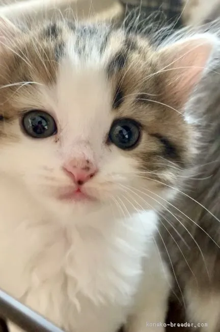 ID:1908-00688の子猫