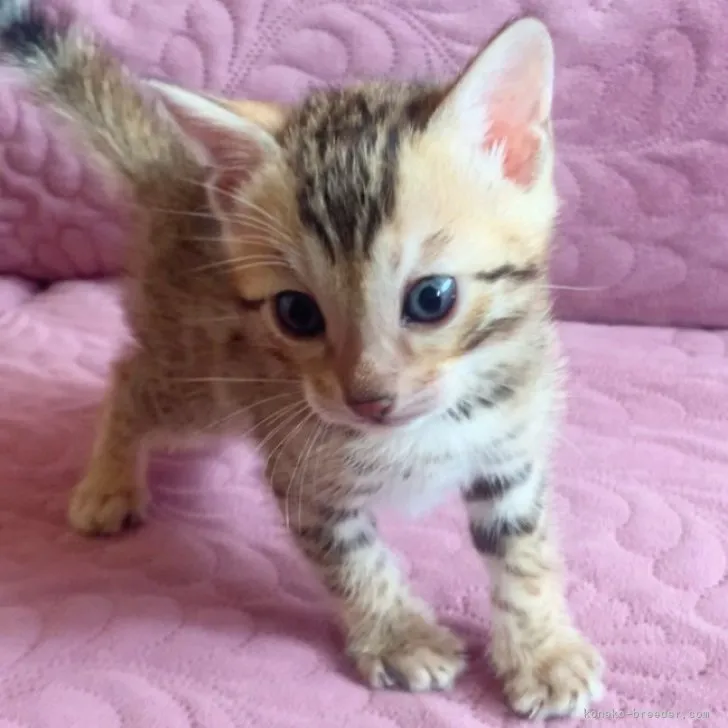 ID:2304-02760の子猫