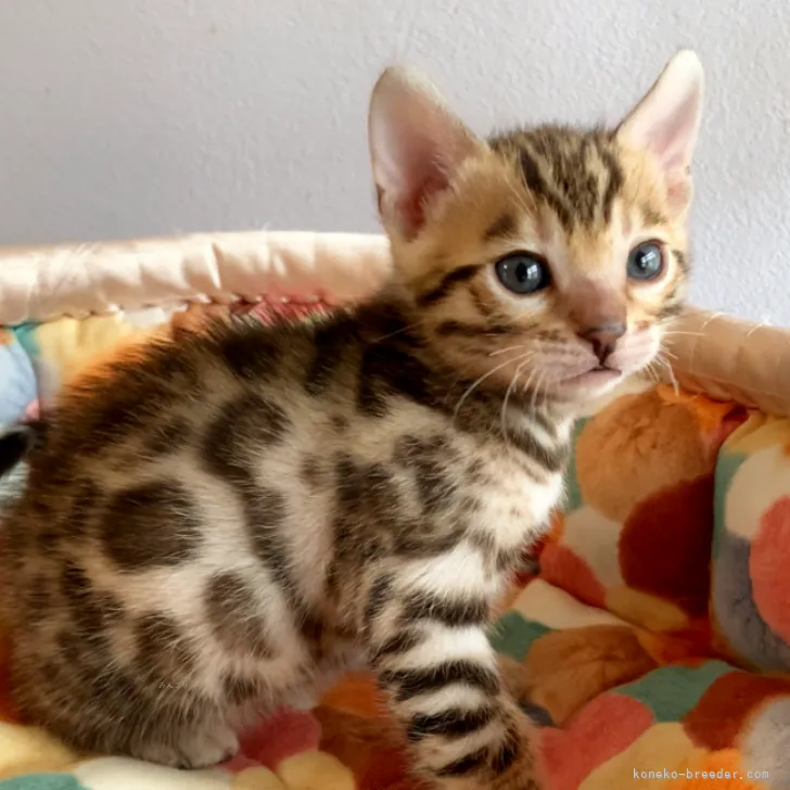 ID：2312-00481の子猫