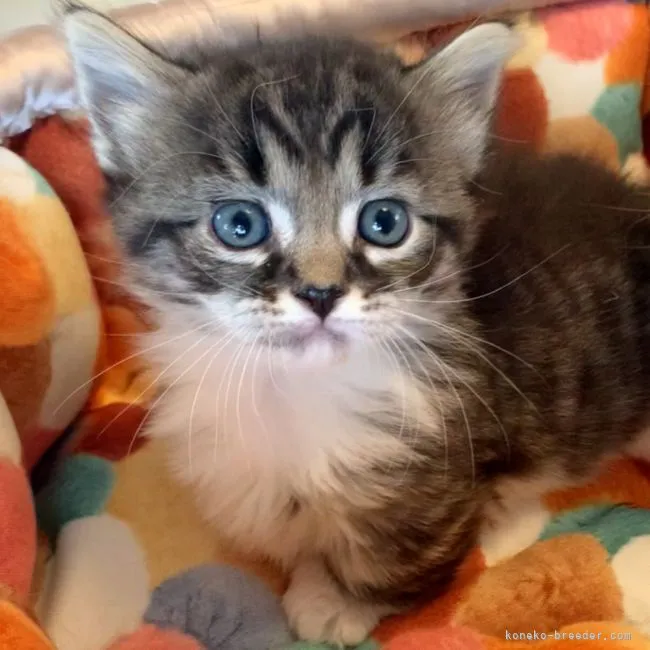 ID：2204-02298の子猫