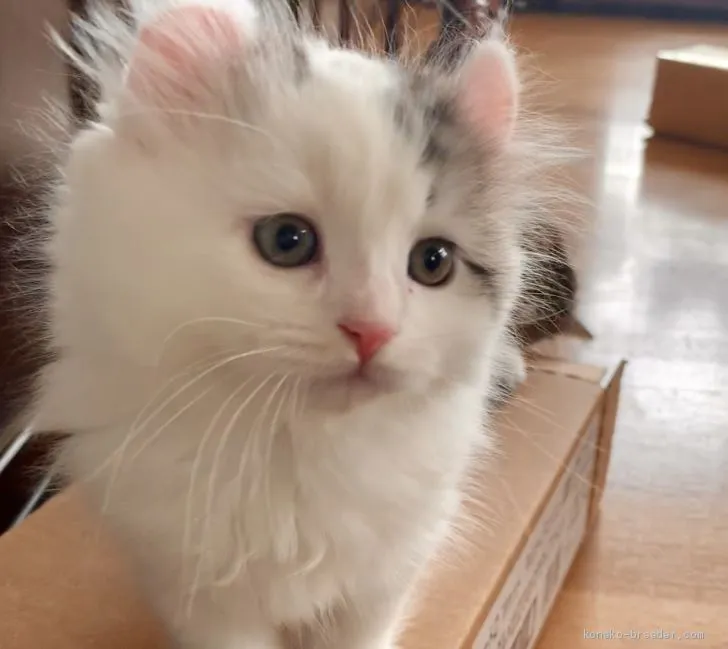 ID:1904-02019の子猫