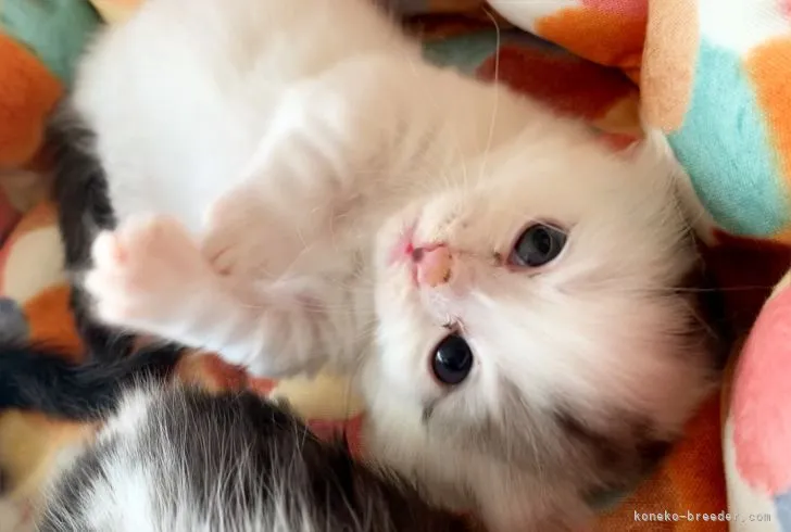 ID:2204-03081の子猫