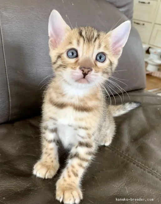 ID：1907-01232の子猫