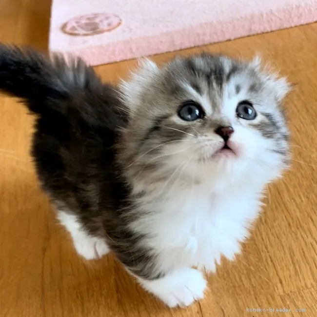 ID：2002-00606の子猫