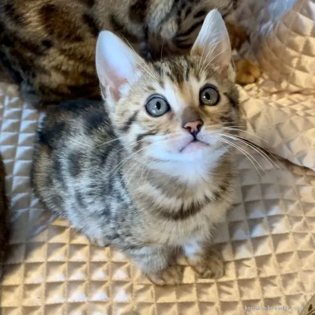 ID:1912-00326の子猫