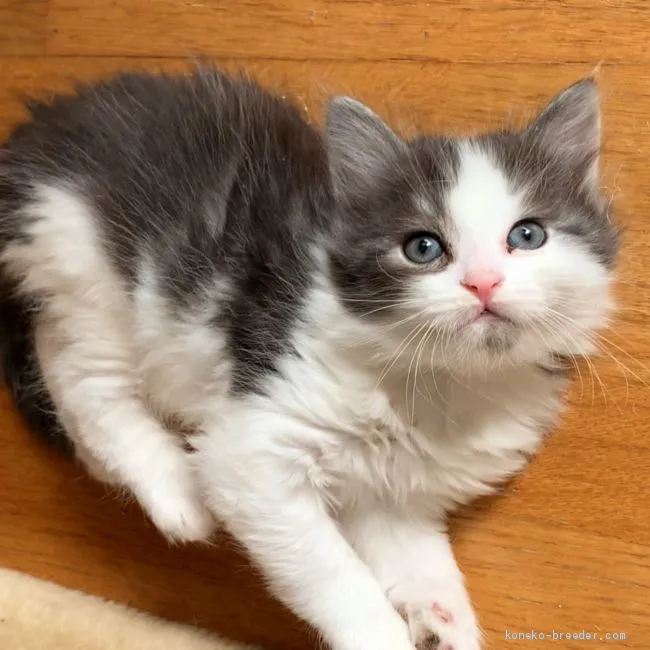 ID：2103-01411の子猫